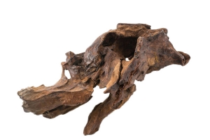 黑色干枯老树根高清PNG透明动植物植物设计素材免费下载