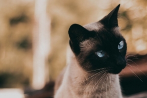 猫 暹罗 一瞥 动物 宠物 4k壁纸 3840x2160