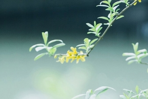 小清新  花草 背景 摄影