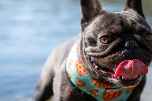  pug 狗 突出的舌头 有趣 水 4k壁纸 3840x2160