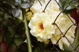 玫瑰 荆棘 花 灌木 4k壁纸 3840x2160