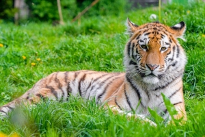老虎 捕食者 大猫 动物 草 4k壁纸 3840x2160