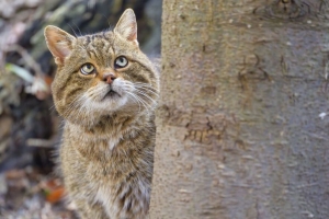 野猫 一瞥 动物 模糊 4k壁纸 3840x2160