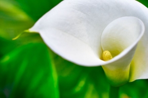 马蹄莲 花 绽放 宏观 4k壁纸 3840x2160