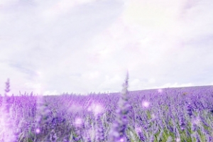 紫色浪漫薰衣草淘宝女装护肤品化妆品背景banner