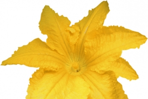 黄色南瓜花