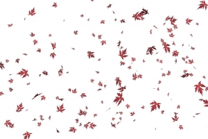 枫叶漂浮