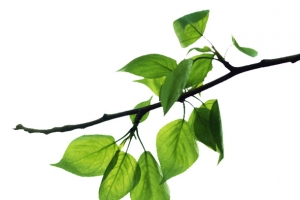 树枝长出枝芽与嫩绿树叶