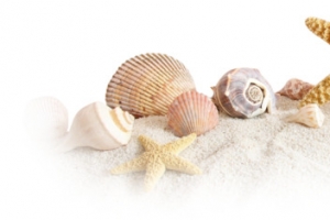 海星海螺沙滩