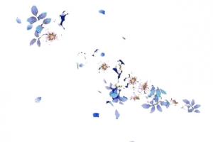 飘落的花免扣背景PNG素材