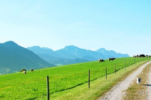 农场背景 马