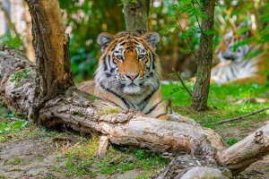 西伯利亚虎 捕食者 大猫 树 4k壁纸 3840x2160
