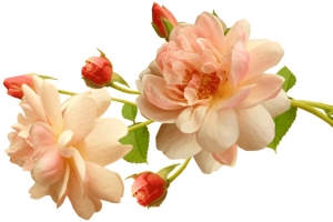 杏色玫瑰花苞免扣