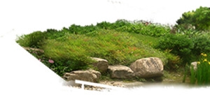 公园假山绿色美景