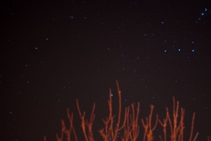 星空 星星 树枝 夜晚 夜空 4k壁纸 3840x2160