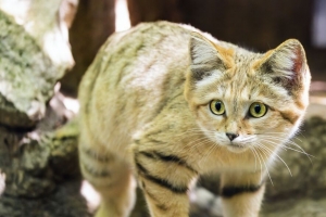 沙猫 猫 野生动物 模糊 4k壁纸 3840x2160
