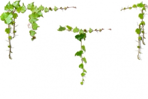 爬山虎绿色植物PNG图片