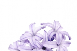 手绘浪漫紫色丁香花瓣装饰PNG
