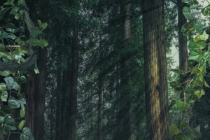 森系背景麋鹿树林