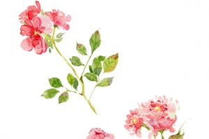 手绘小清新粉红色鲜花