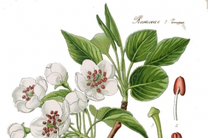 茉莉花分解图植物学