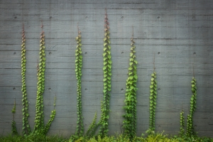 绿色竖条植物线条