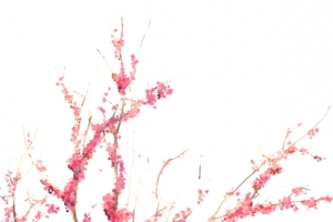 满树樱花