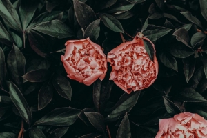 牡丹 花 叶 花瓣 4k壁纸 3840x2160