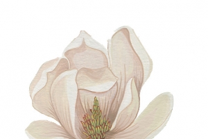 鲜花 百合 玉兰