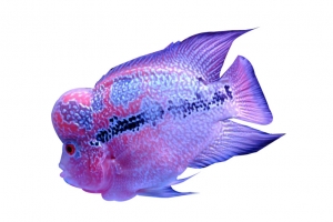 紫色珍珠罗汉鱼高清PNG透明图片-动物设计素材免费下载