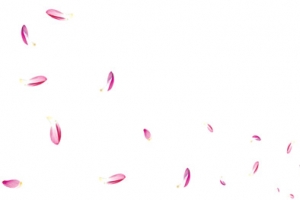 荷花花瓣