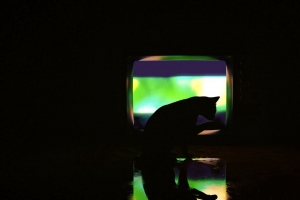 3840x2160 猫 深色 轮廓 深色 艺术壁纸 背景