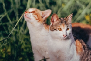 猫 动物 宠物 可爱的 4k壁纸 3840x2160