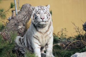 孟加拉虎 老虎 捕食者 动物 白色 大猫 4k壁纸 3840x2160