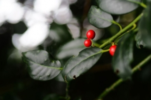  ardisia 浆果 树叶 宏观 4k壁纸 3840x2160