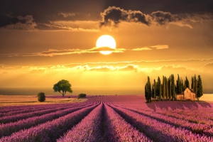 夕阳下的薰衣草花田海报背景