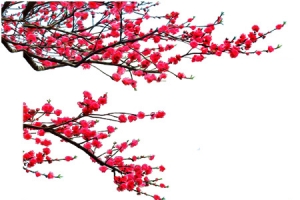 漂亮的红花PNG素材