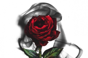 玫瑰花