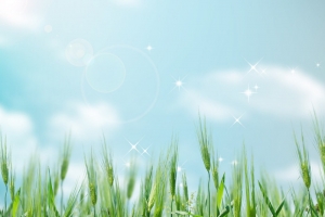 绿色树叶环保高清PNG透明背景摄影风景设计素材免费下载