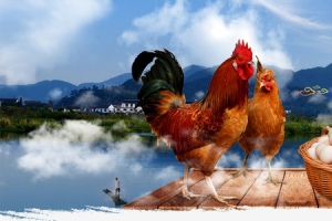 生态土鸡蛋促销大气山水banner
