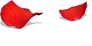 碎裂的红色玫瑰花瓣七夕情人节