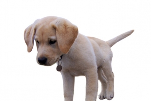 拉布拉多幼犬