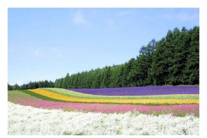北海道夏季花海唯美