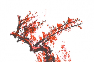 传统红梅