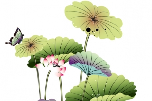 莲花 荷花