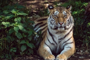 老虎 谎言 大猫 捕食者 4k壁纸 3840x2160