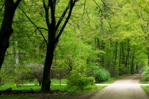 德国柏林,绿色森林,道路,夏天风景3440x1440壁纸