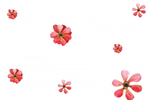 唯美浪漫飘落花朵