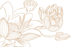 手绘棕色荷花莲子