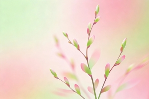 春天柳枝极简主义绘画 简约车机4K高清壁纸3840x2160免费下载